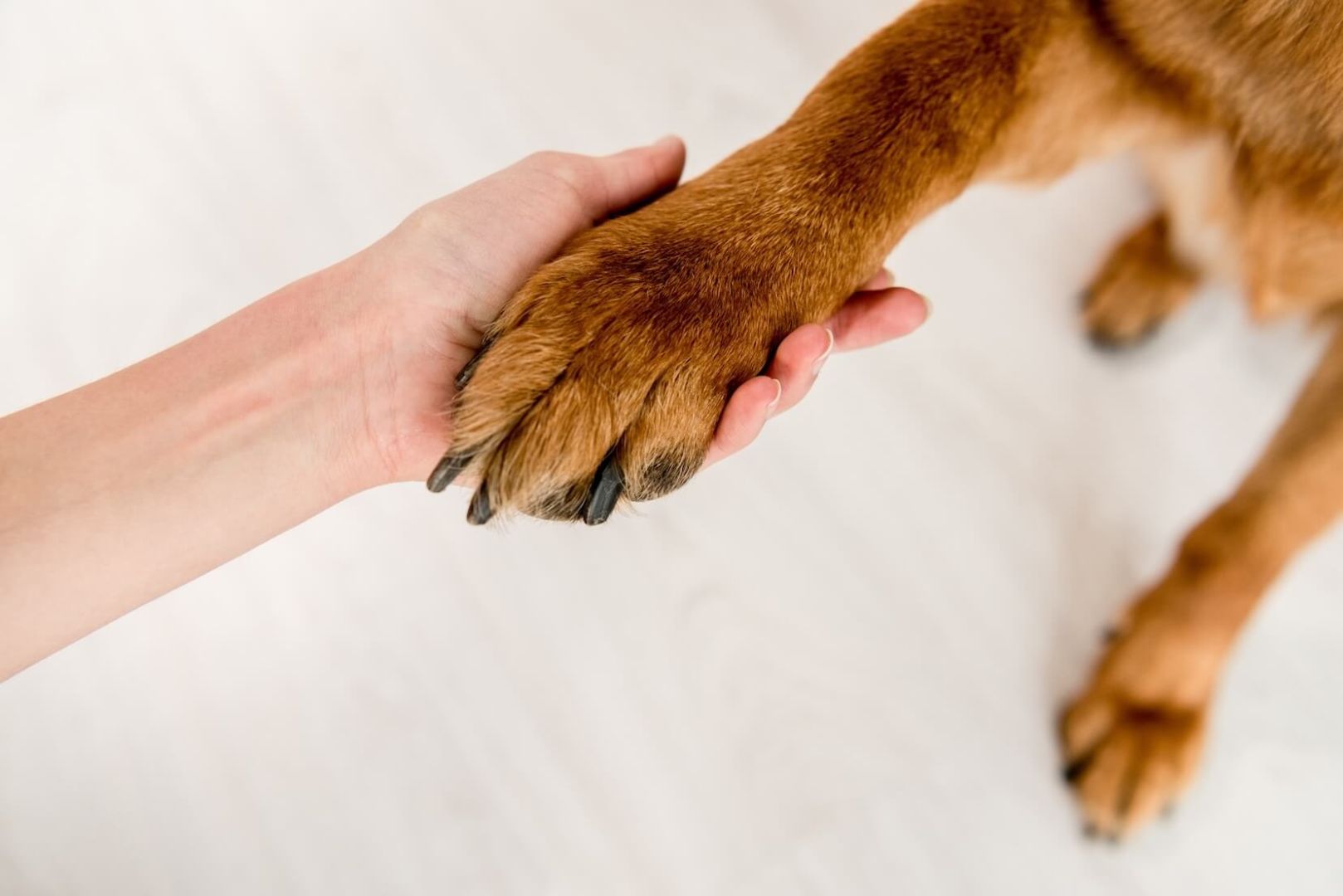 Pawdicure