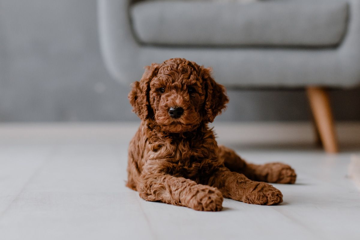 Puppy Foundations - Vertrauen stärken, Struktur geben, Orientierung schaffen